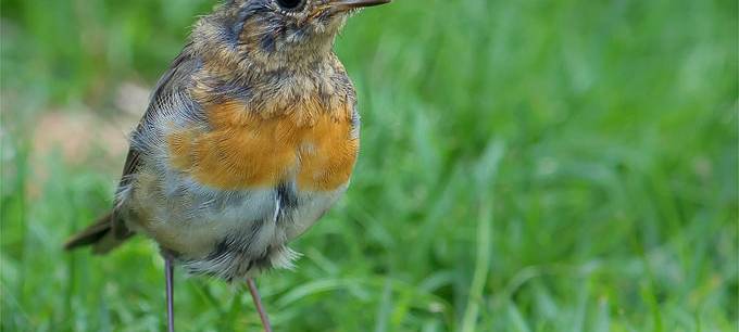 Vögel in Essen: Vogelzählung am Himmelfahrts-Wochenende