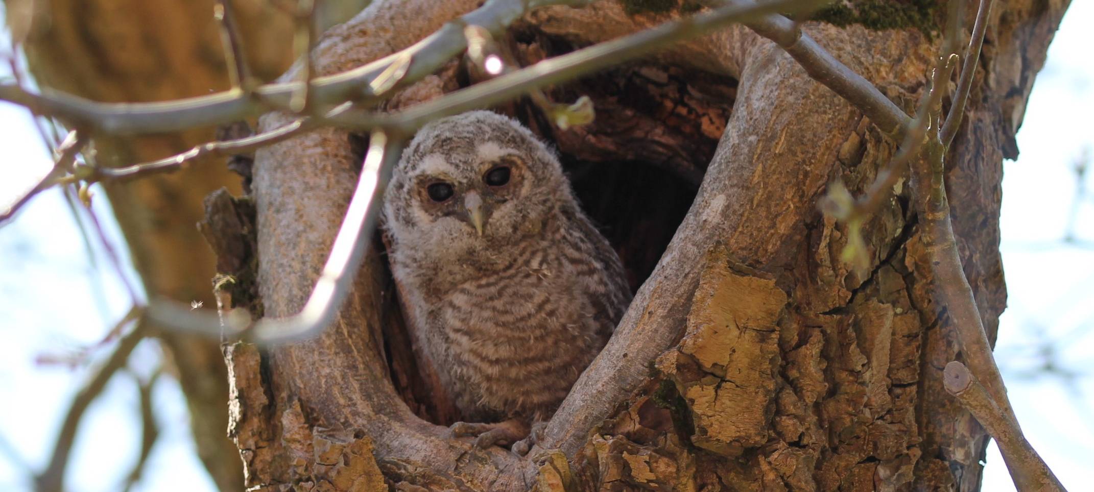 Essen: Besonders viele Waldkäuze nisten in Gärten