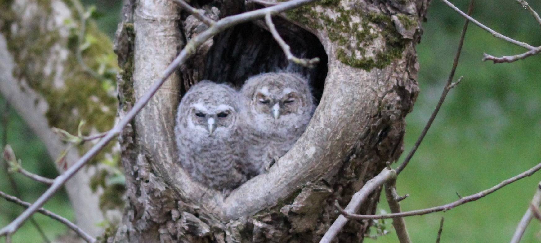 Essen: Besonders viele Waldkäuze nisten in Gärten