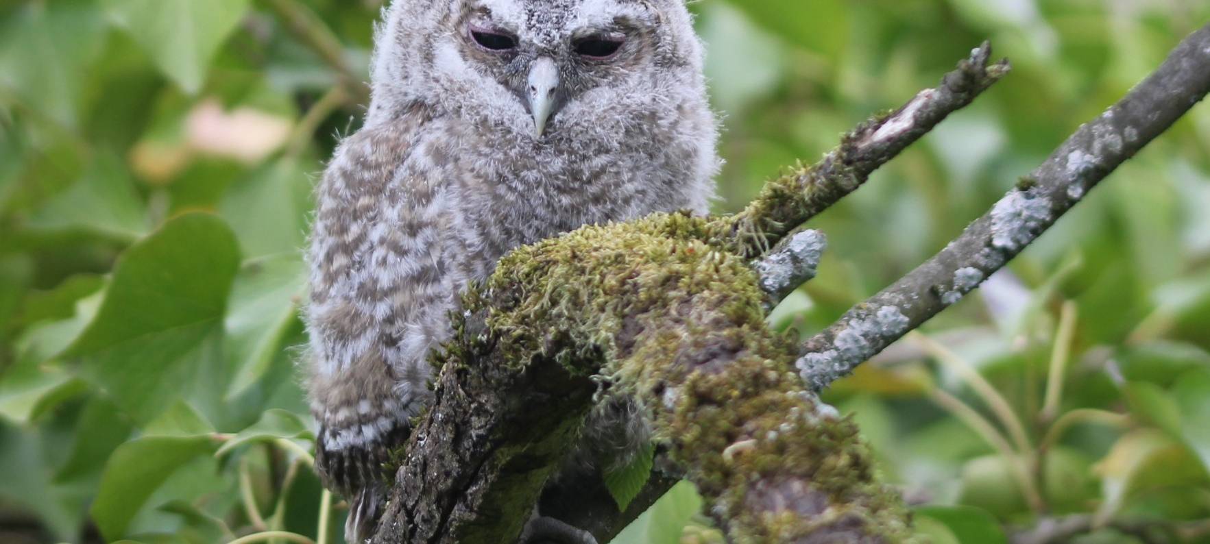 Essen: Besonders viele Waldkäuze nisten in Gärten