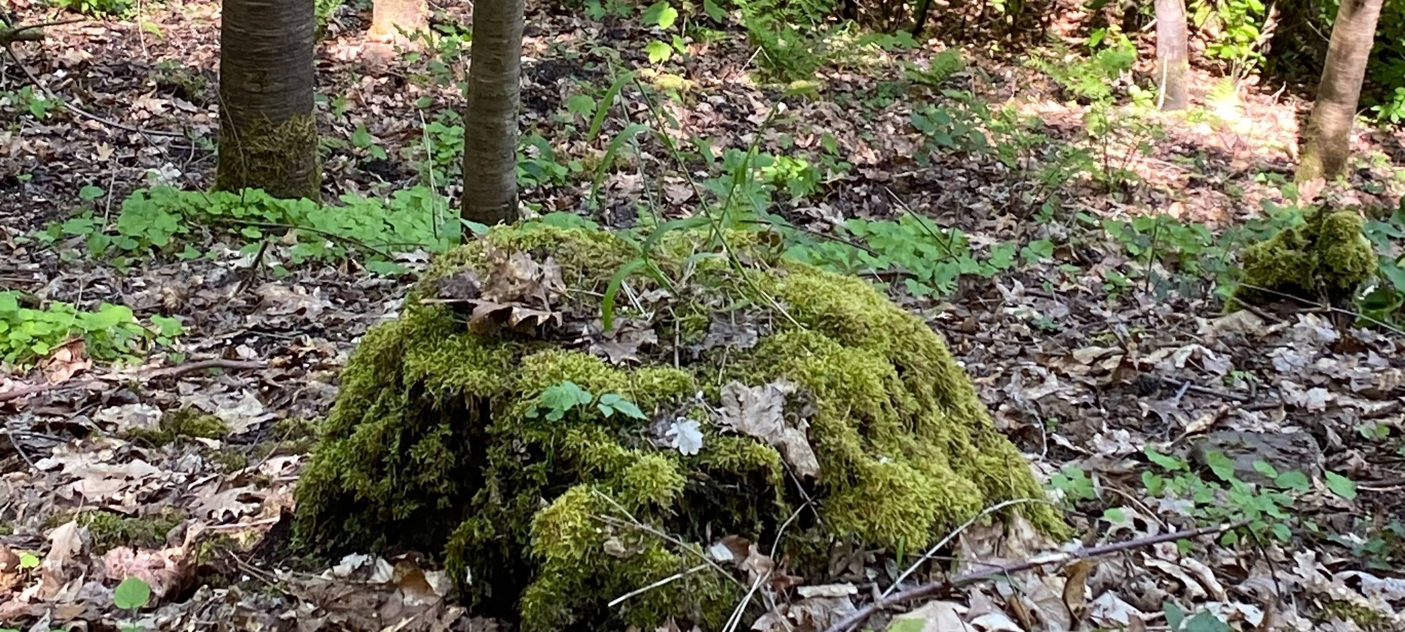 Baumfällung in Essen: Stadt sichert Felshänge ab