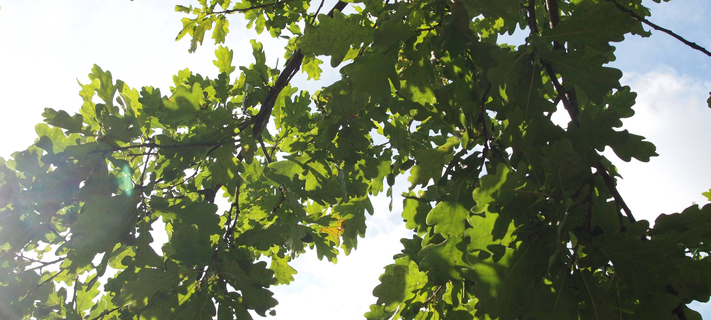Klimaschutz in Essen - Bäume bekommen Bewässerungssystem