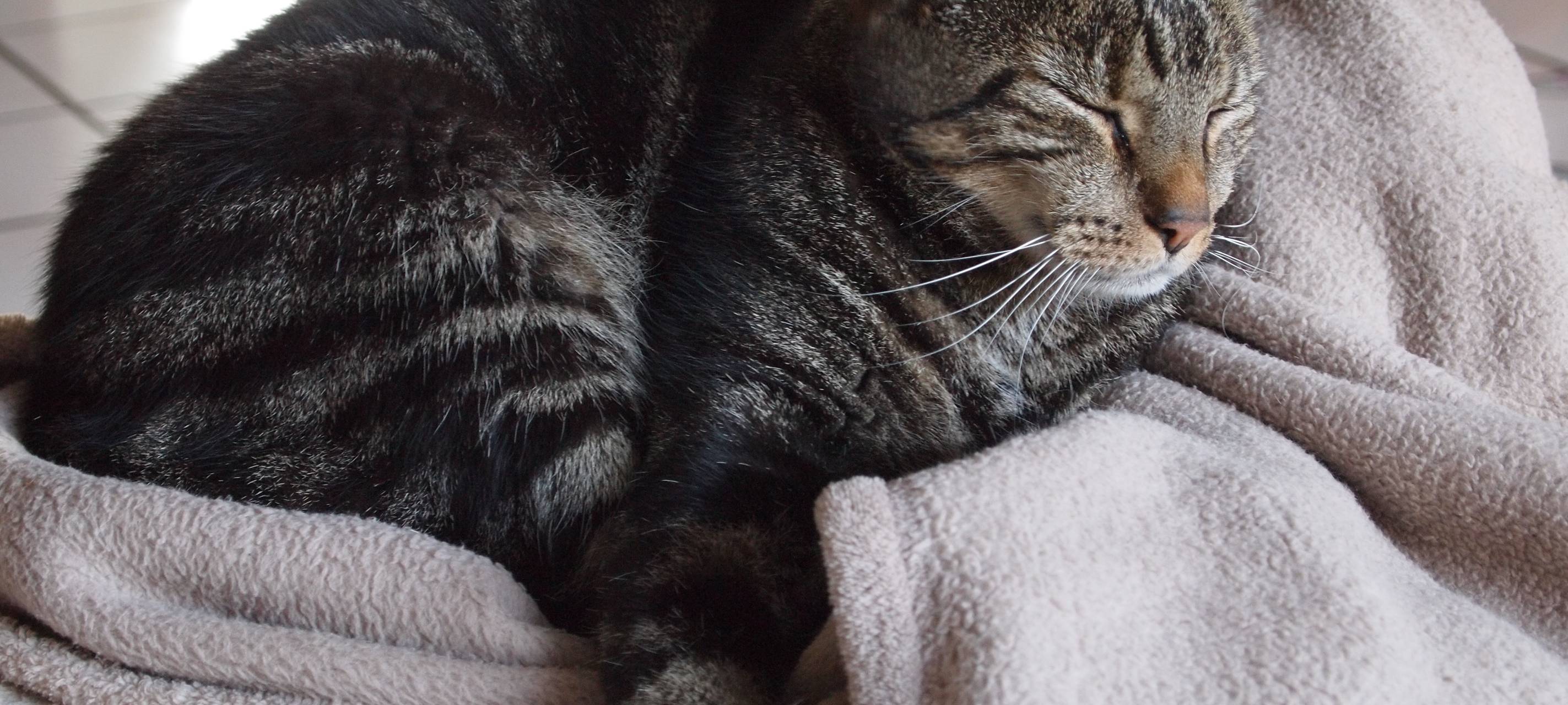 Tiere und Corona: Tierärztin aus Essen erklärt, wie Haustiere betroffen sind