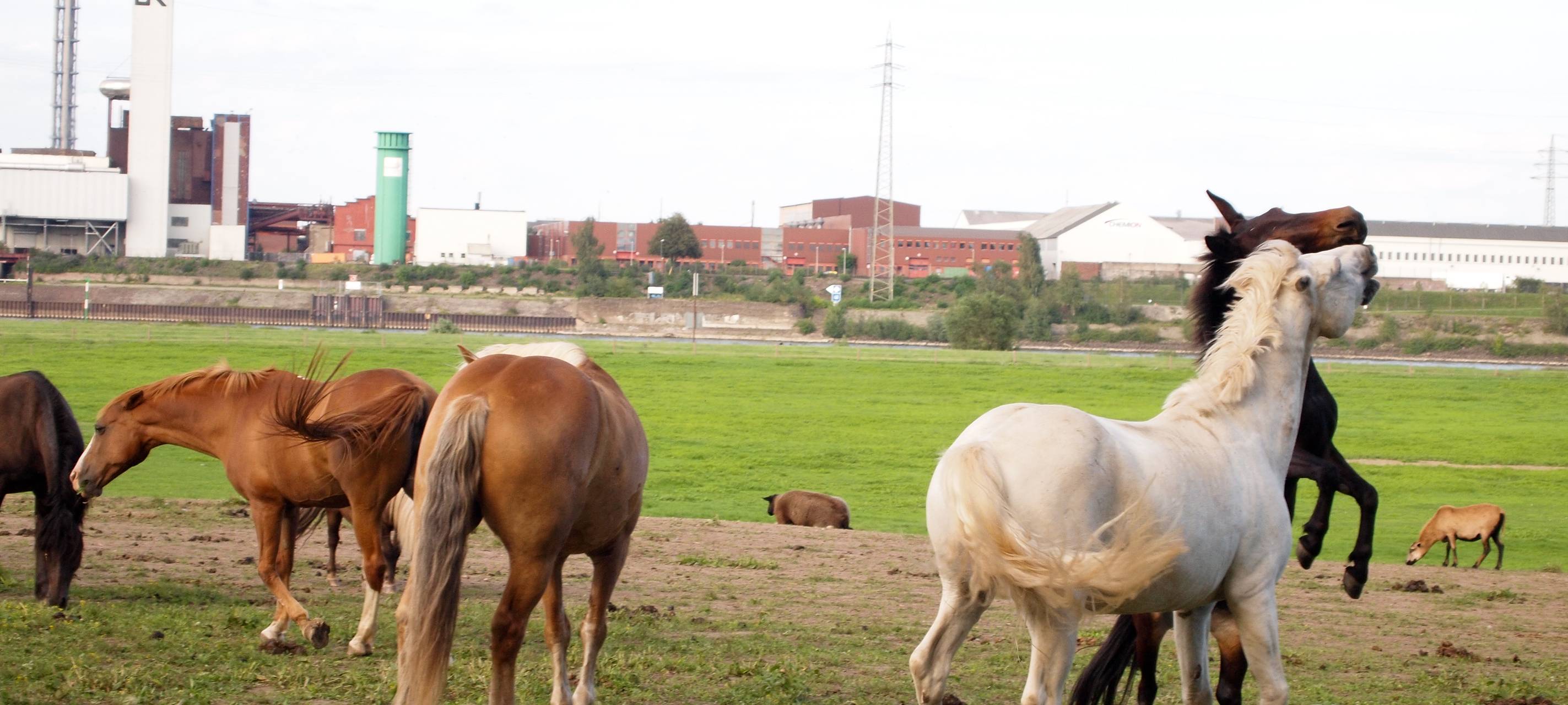 Essen: Tierquäler schneiden Pferden Schweif und Mähne ab