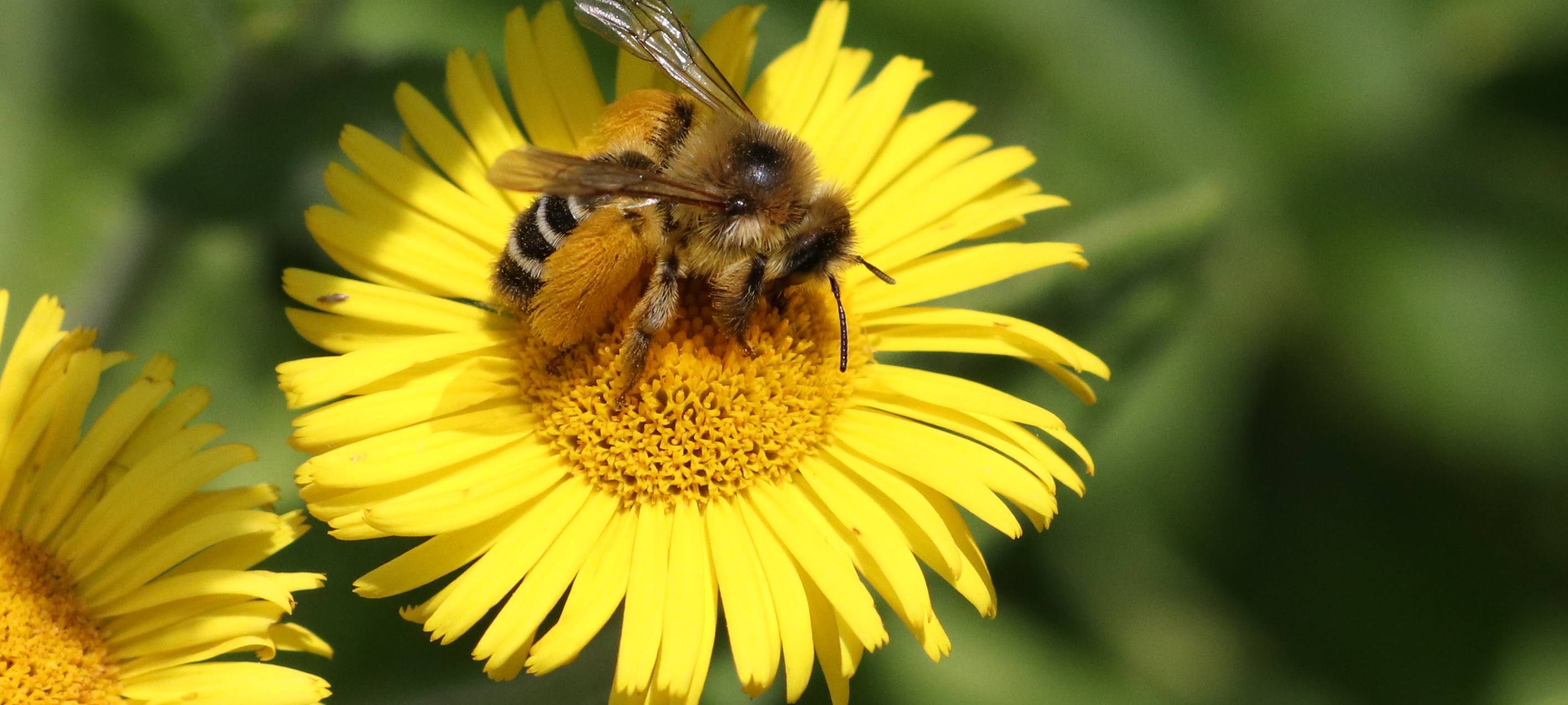 Essen: Wildbienen im Ruhrgebiet