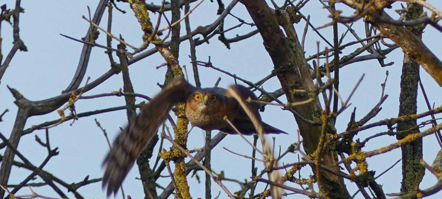 radio-essen-ornitologe-voegel-sperber-startet-zur-jagd