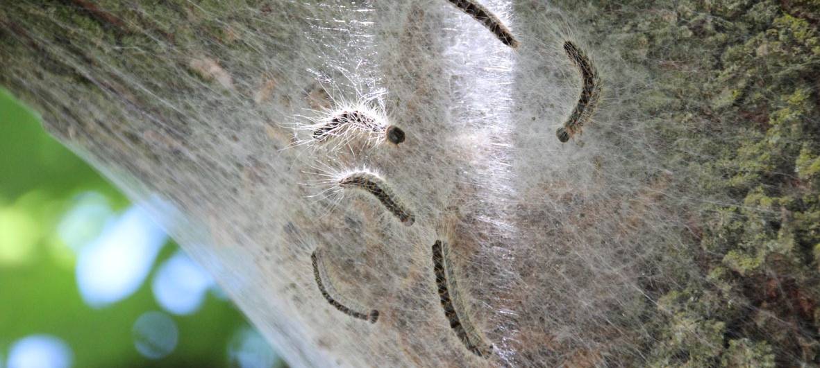 Eichenprozessionsspinner in Essen-Borbeck.
