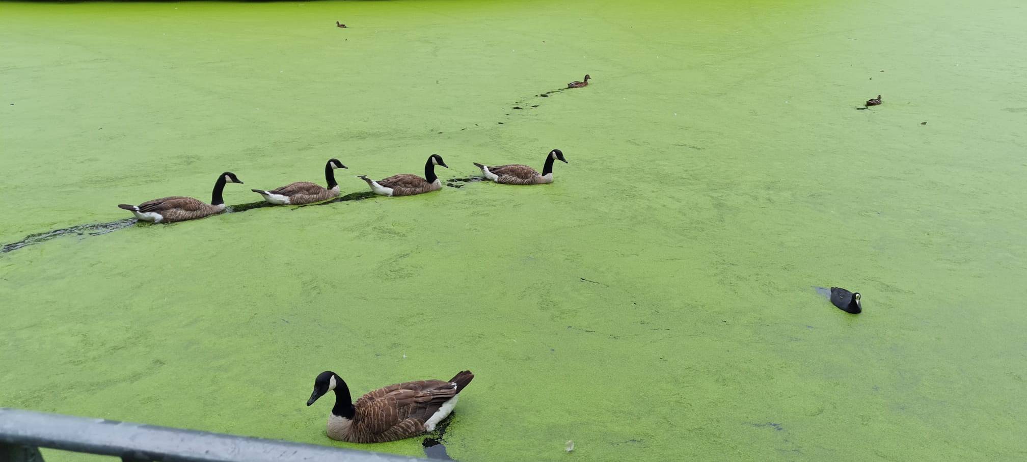 kaiser-wilhelm-park-enten-teich-radio-essen