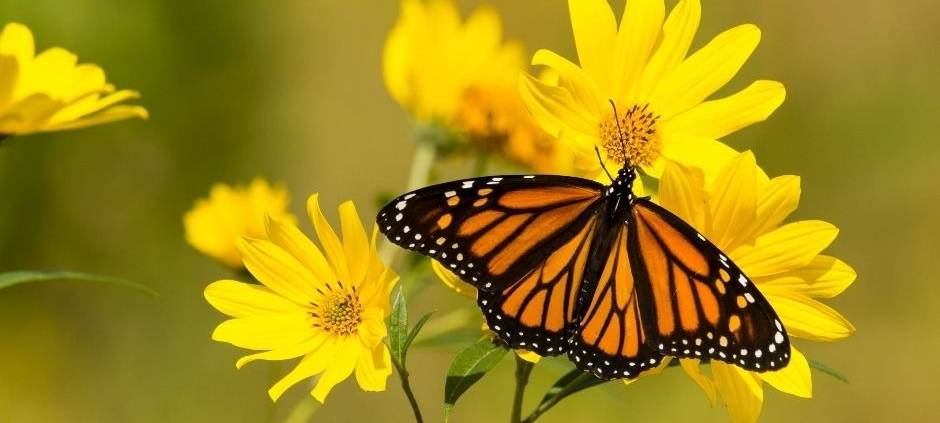 schmetterling-radio-essen