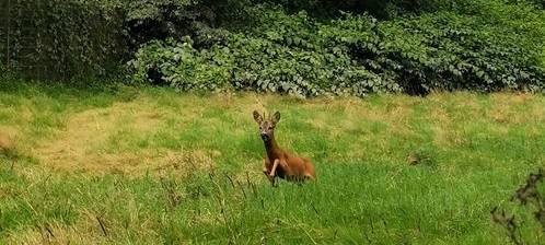 reh-radio-essen-bombe