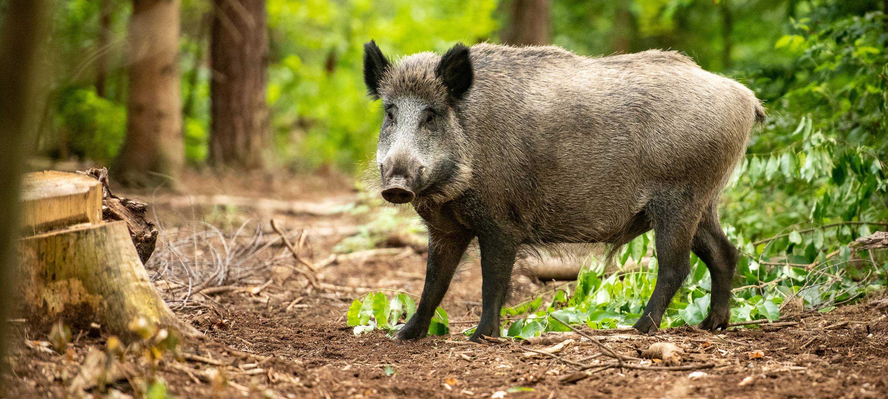 wildschwein-wald-flora-fauna-radio-essen-Schwarzwildgatter-Mross-DJV-jäger-jagd