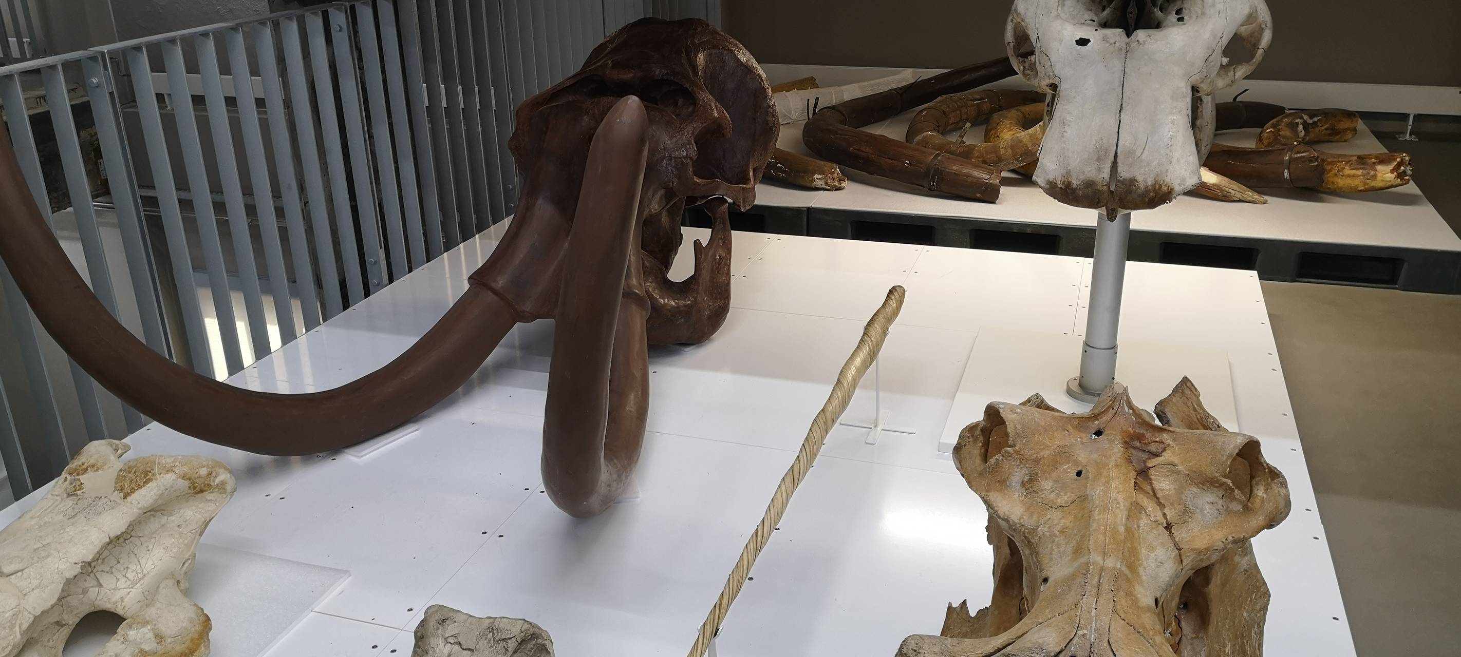 Schaudepot auf Zollverein in Essen: Zeitreise an einem Tag durch Tausende Ausstellungsstücke