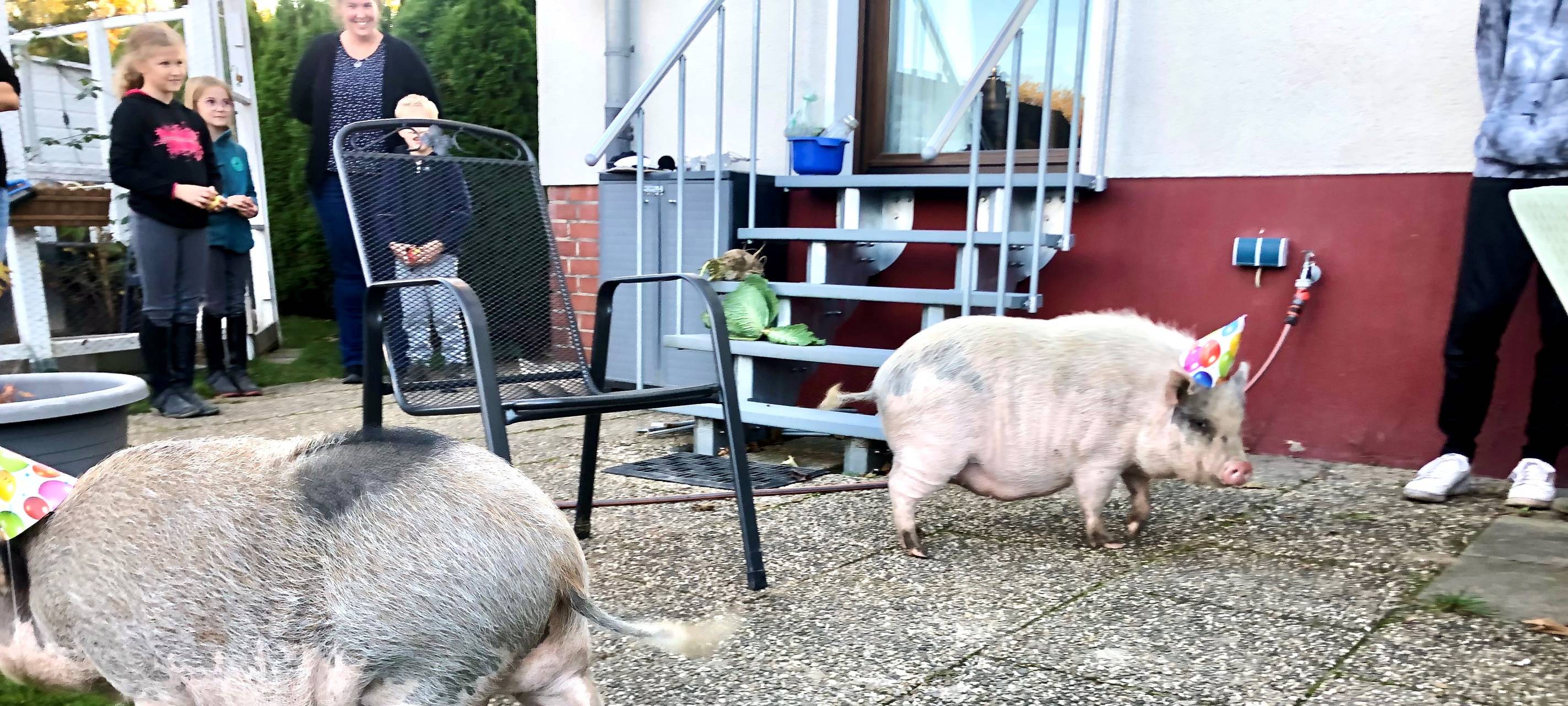 Familie in Essen hält Schweine im Vorgarten