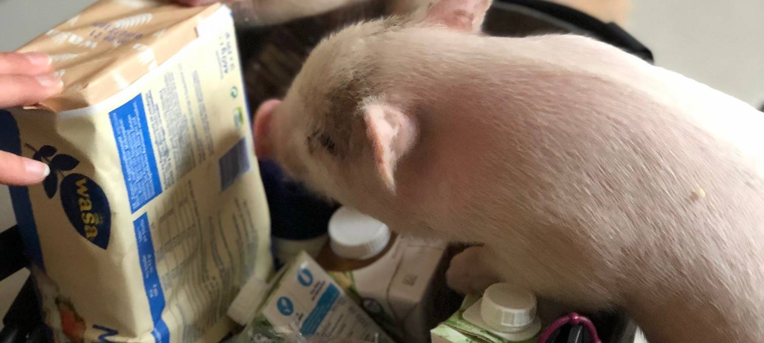 Familie in Essen hält Schweine im Vorgarten