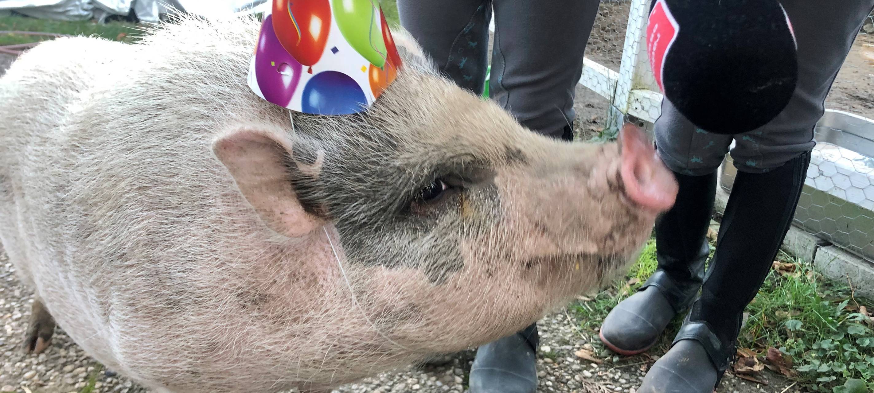 Familie in Essen hält Schweine im Vorgarten