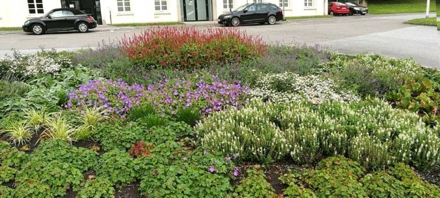 stauden-pflanzen-gruen-und-gruge-radio-essen-borbeck