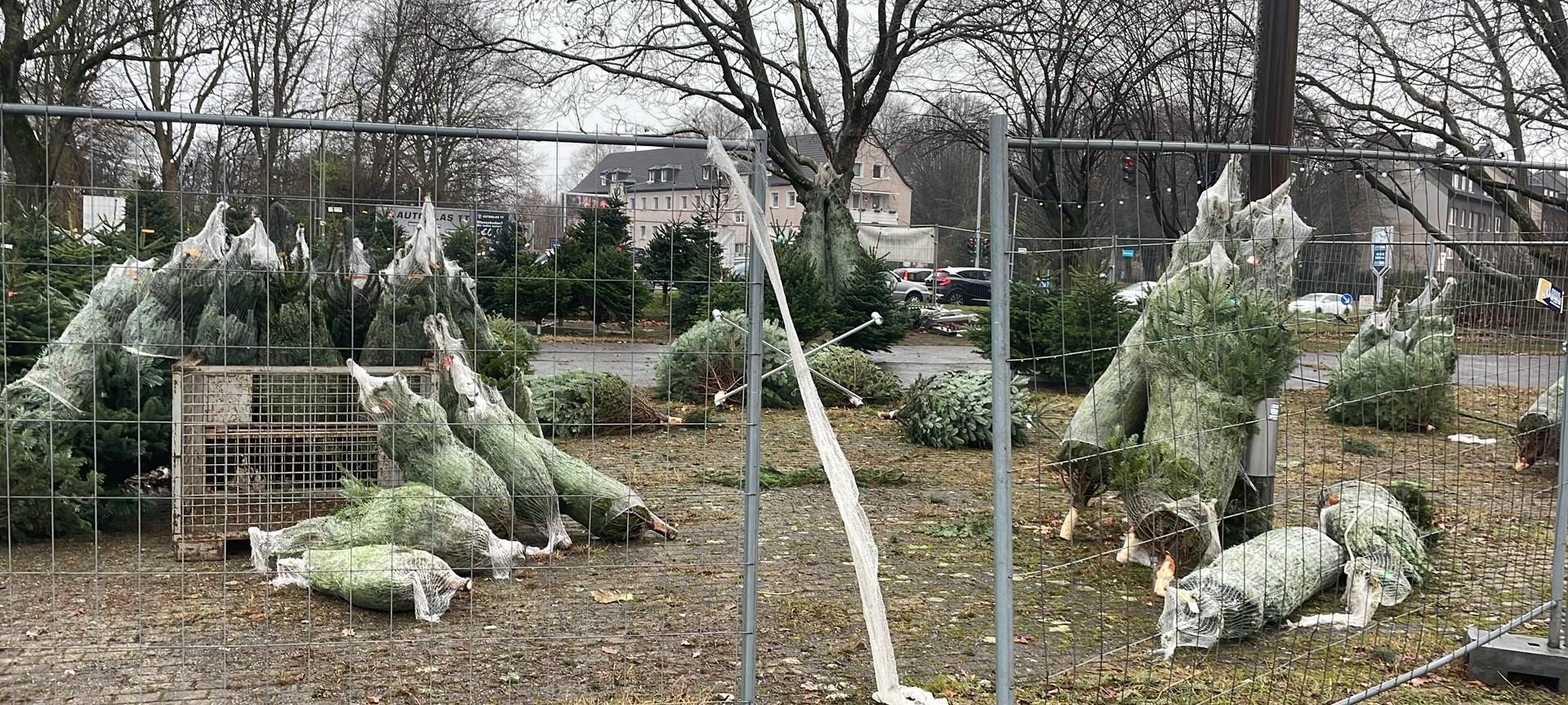 An einem Weihnachtsbaum-Verkauf in Essen wurden mehrere Tannenbäume gestohlen.