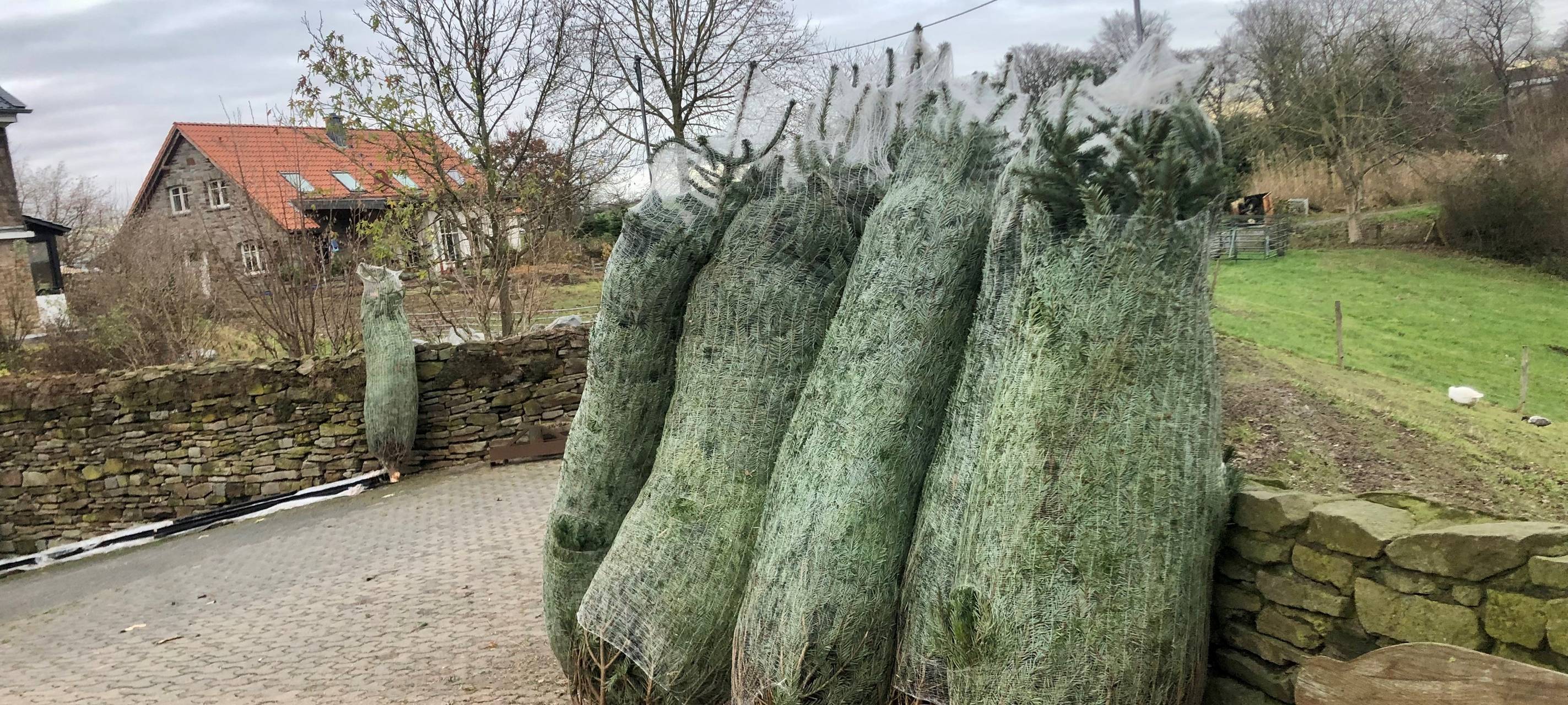 Weihnachten in Essen: Tannenbäume selber sägen