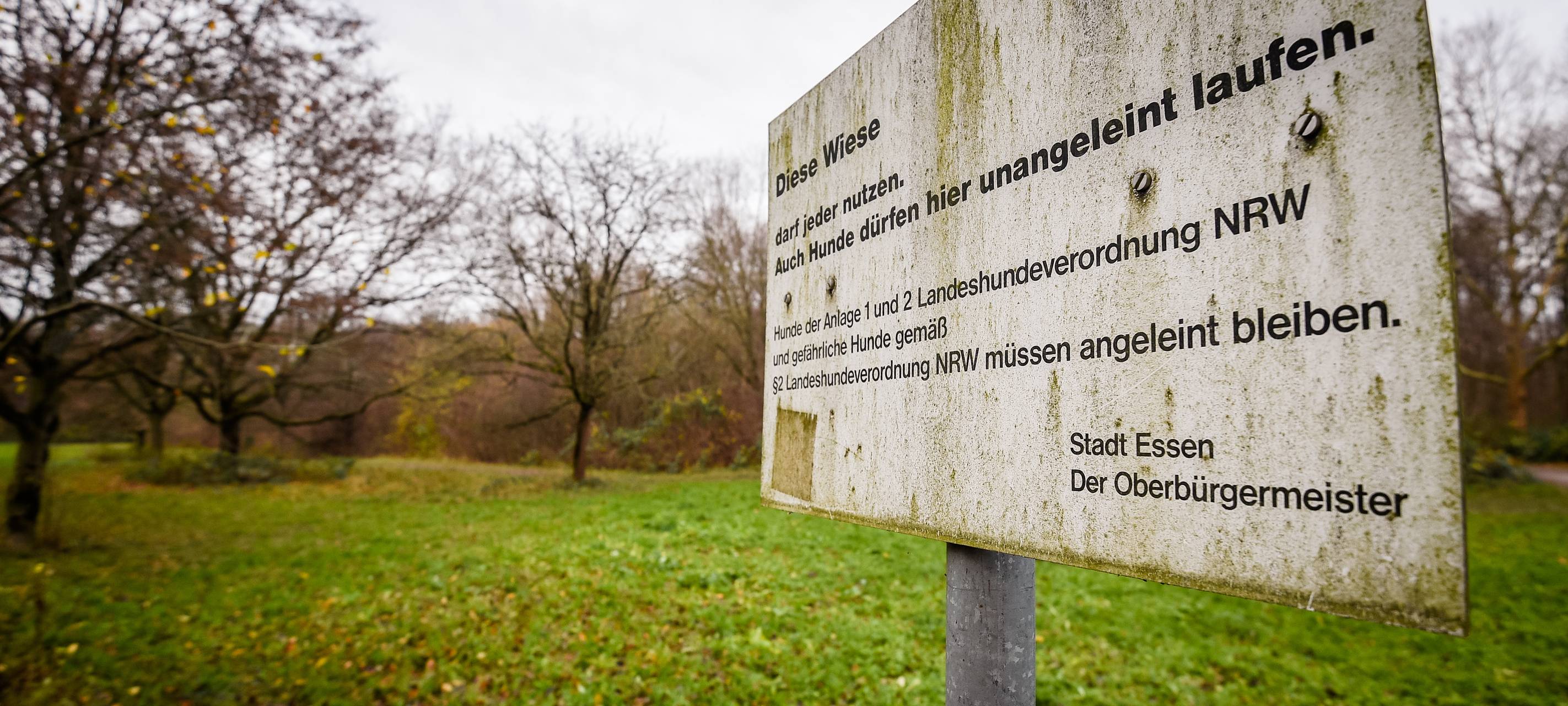 Hundewiese im Hallopark in Essen-Stoppenberg