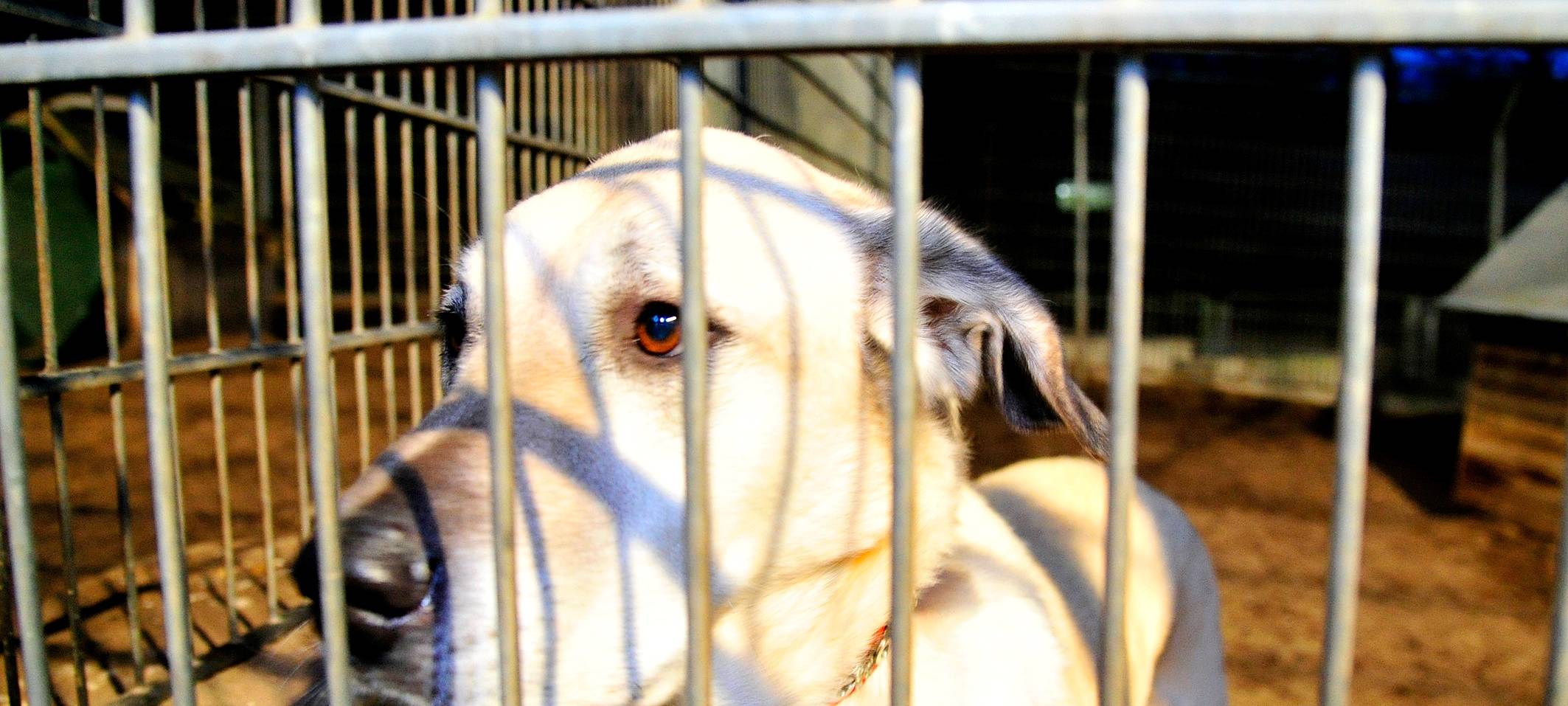 kangal-hund-tierheim-gitter-radio-essen
