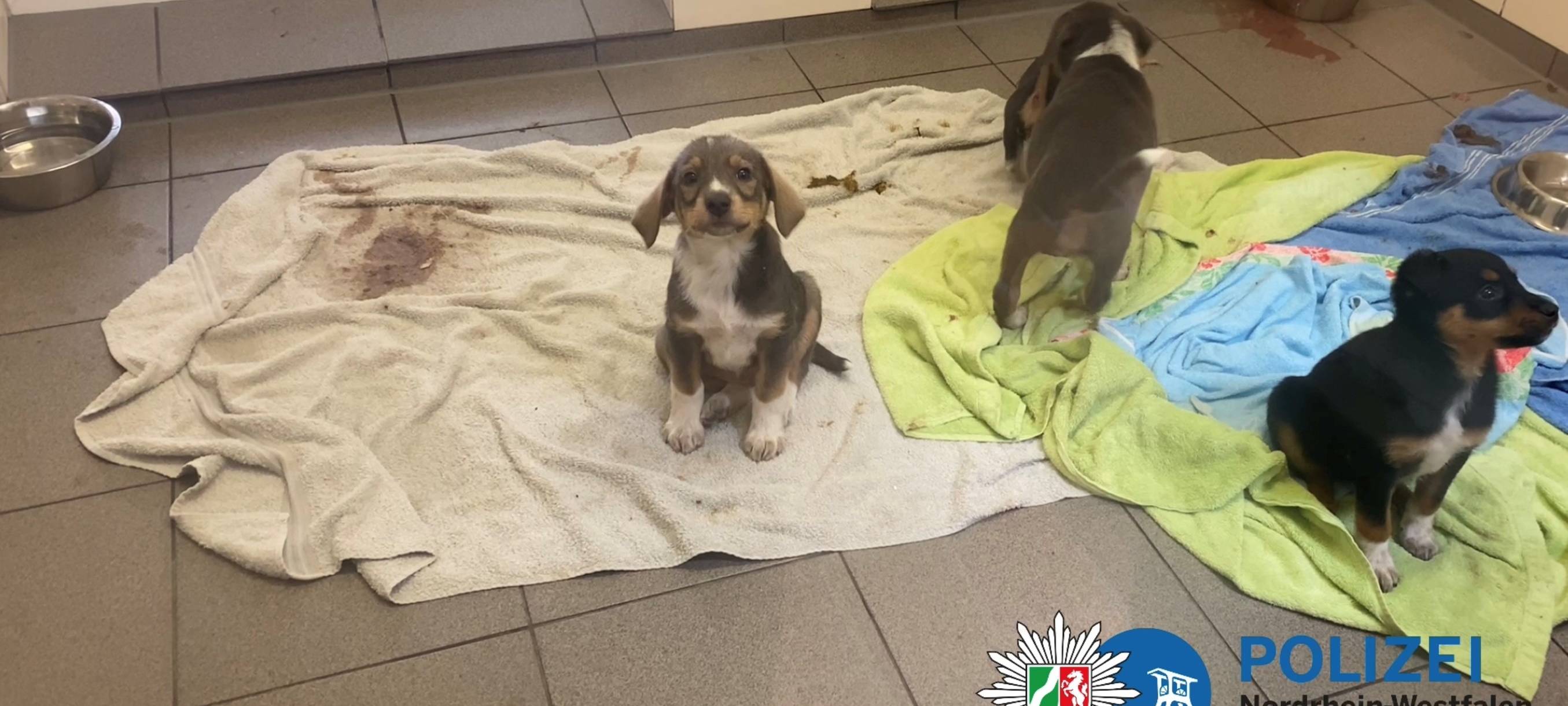 Hundewelpen aus illegalem Handel in Essen-Altendorf