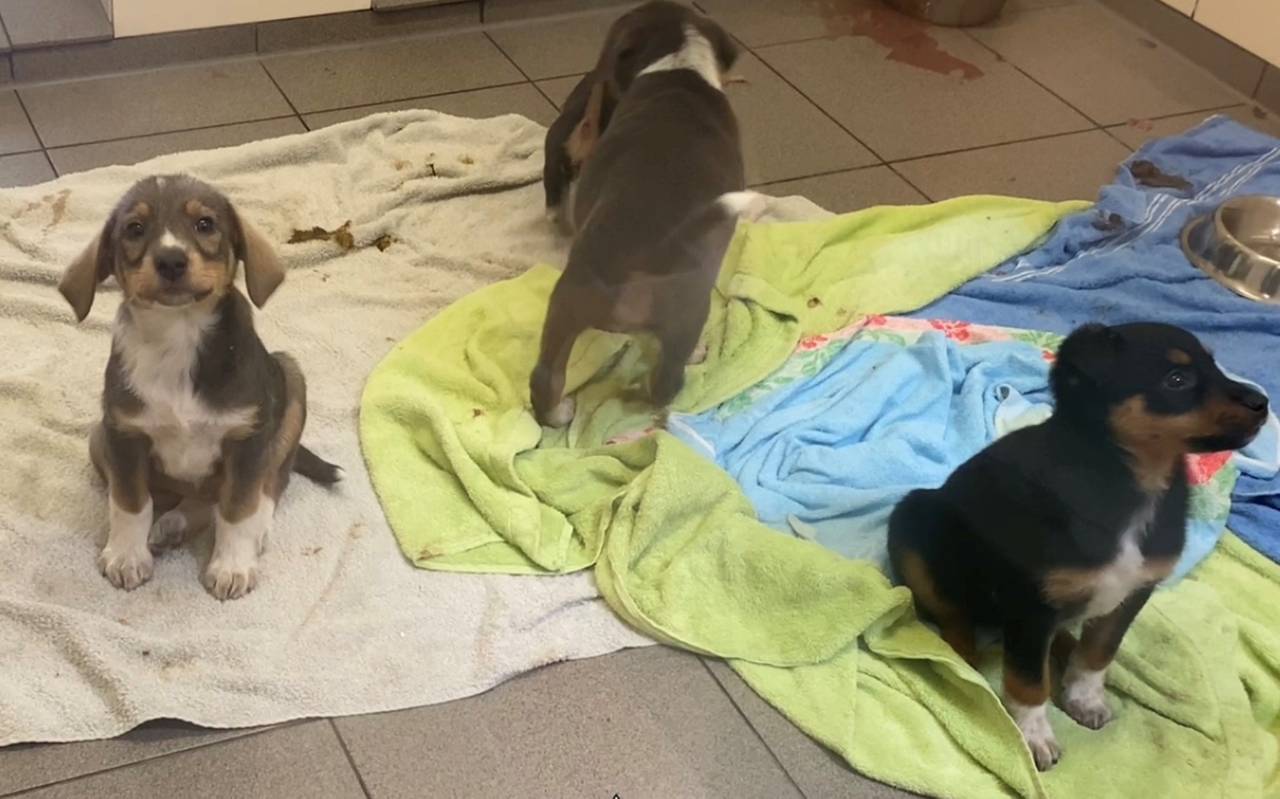 Hundewelpen aus illegalem Handel in Essen-Altendorf