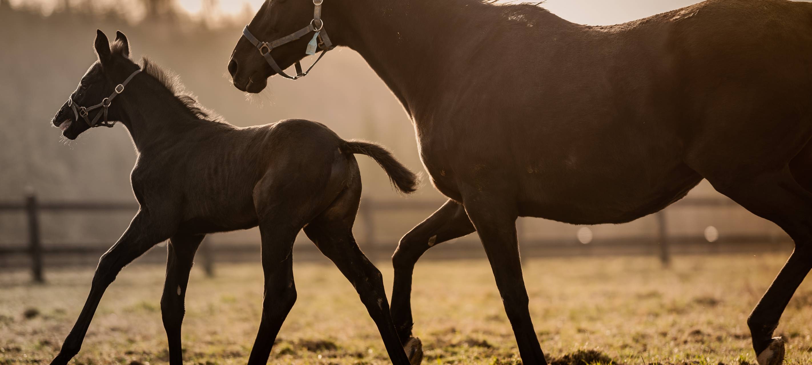 pferd-und-fohlen-radio-essen