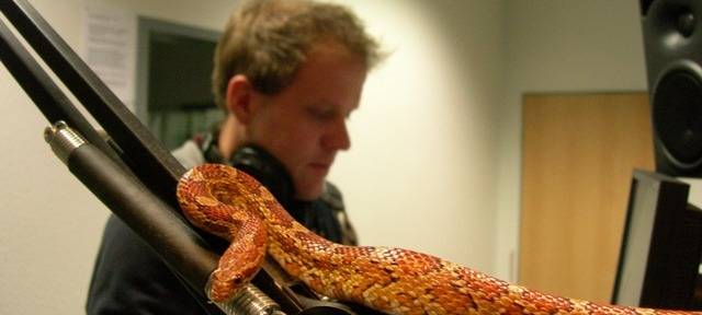 Dschungelcamp bei Radio Essen - Der Schüngel und die Schlange