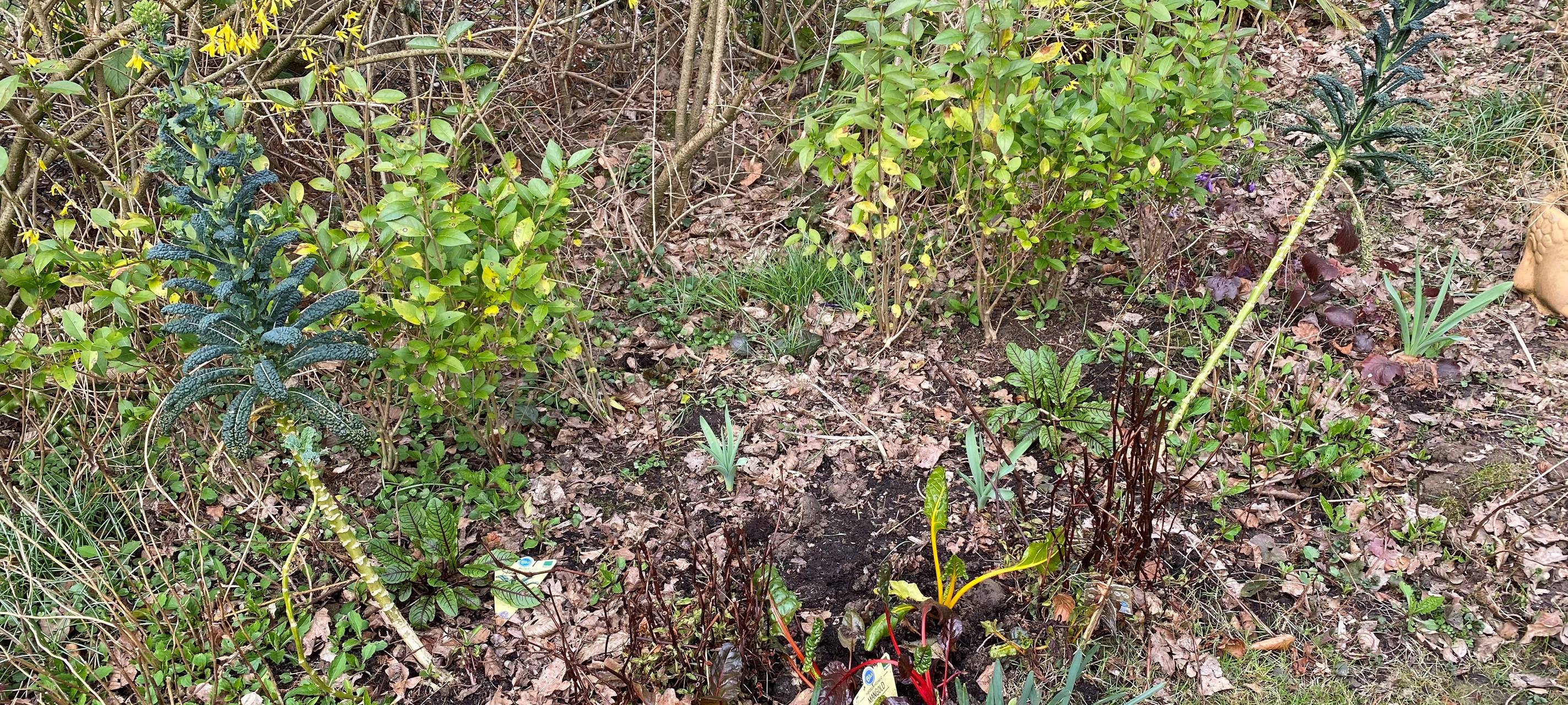 Essen hat einen ersten zertifizierten naturnahen Garten - Paradies für Insekten und Co.