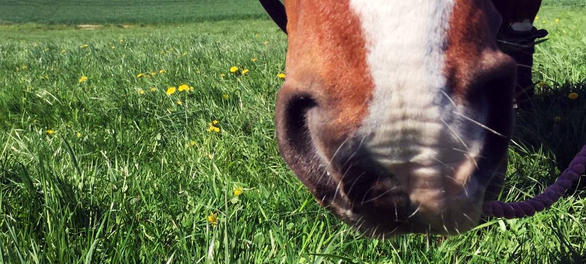 Sommer-Ausflugstipps in Essen: Das könnt Ihr unternehmen!
