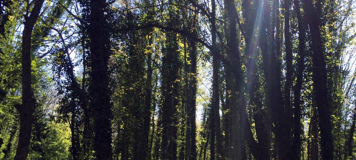 NRW bereitet sich vor: Trockene Sommer erhöhen Waldbrandgefahr