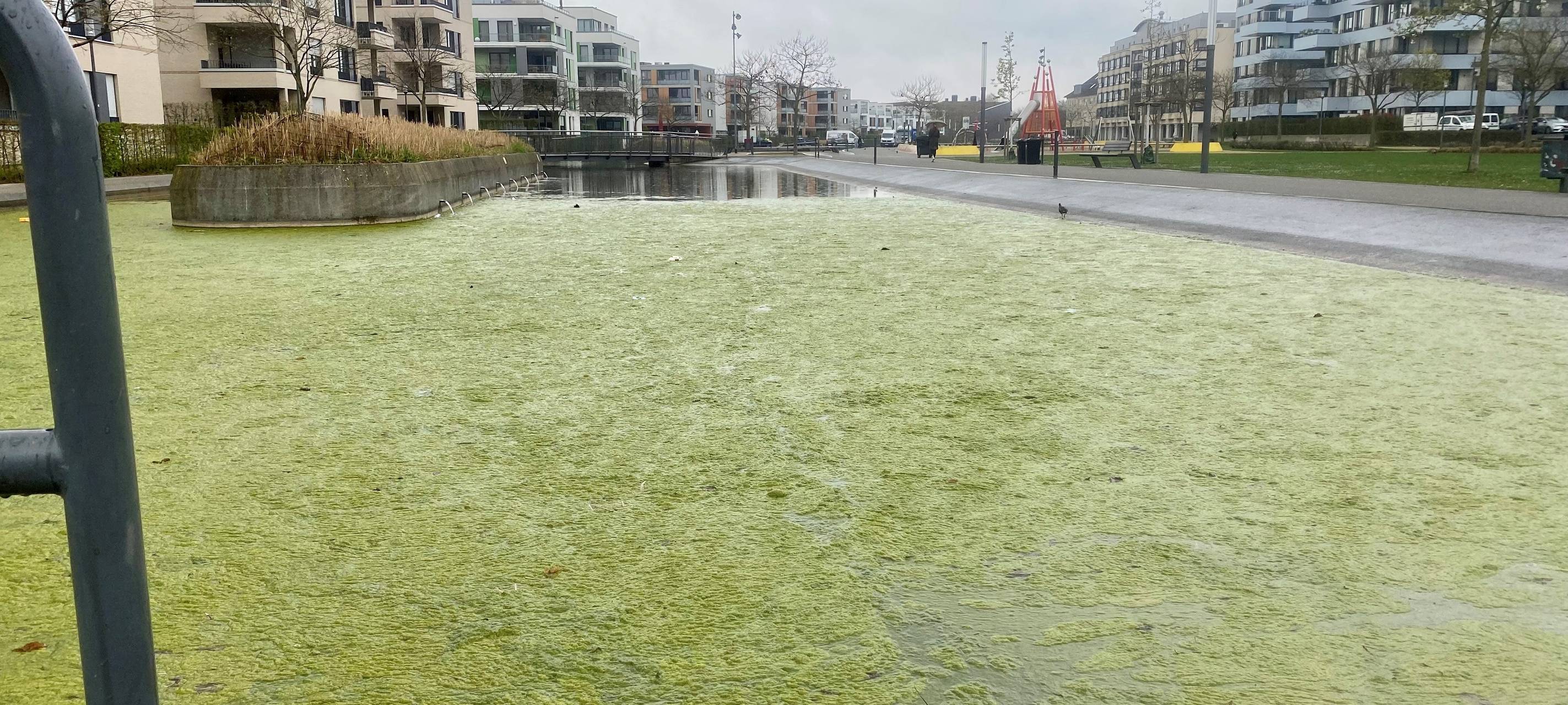 Essen: Algen besiedeln Teiche in der Grünen Mitte