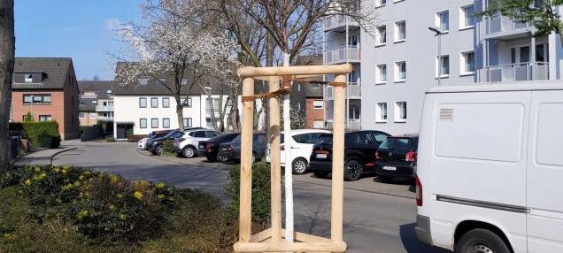 Neugepflanzter Kirschbaum in der Straße Schürenfeld in Altenessen.