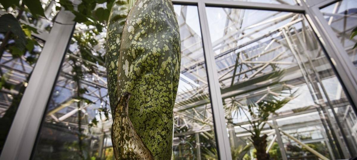 Titanenwurz in Essen blüht und stinkt