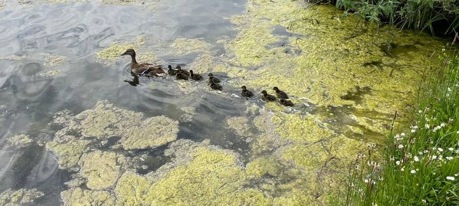 Die Entenfamilie in Essen ist in Freiheit.