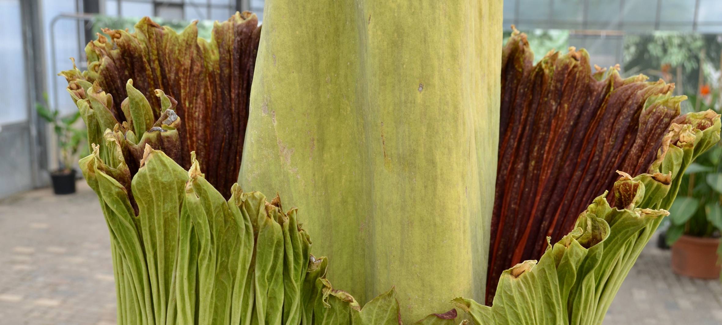 Titanenwurz in Essen blüht und stinkt