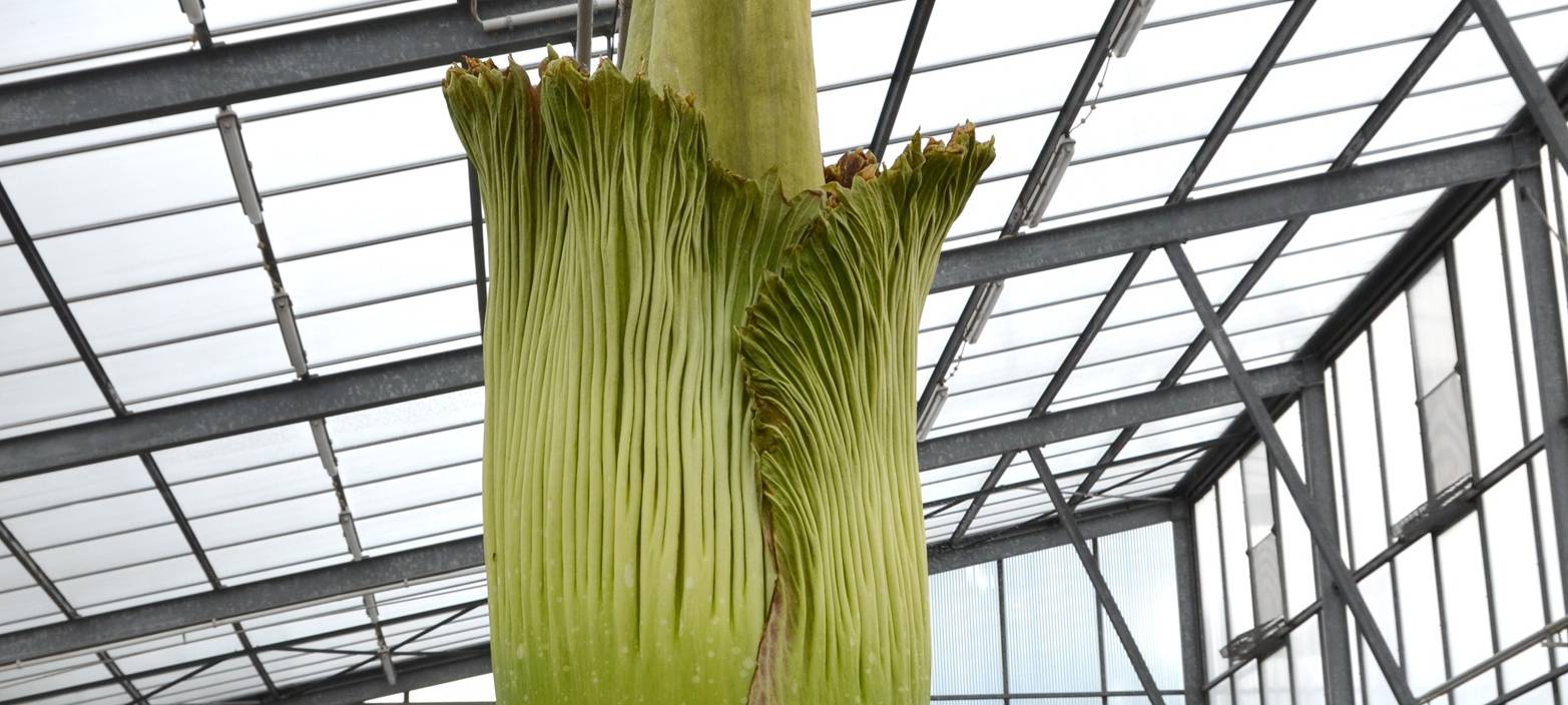 Titanenwurz in Essen blüht und stinkt