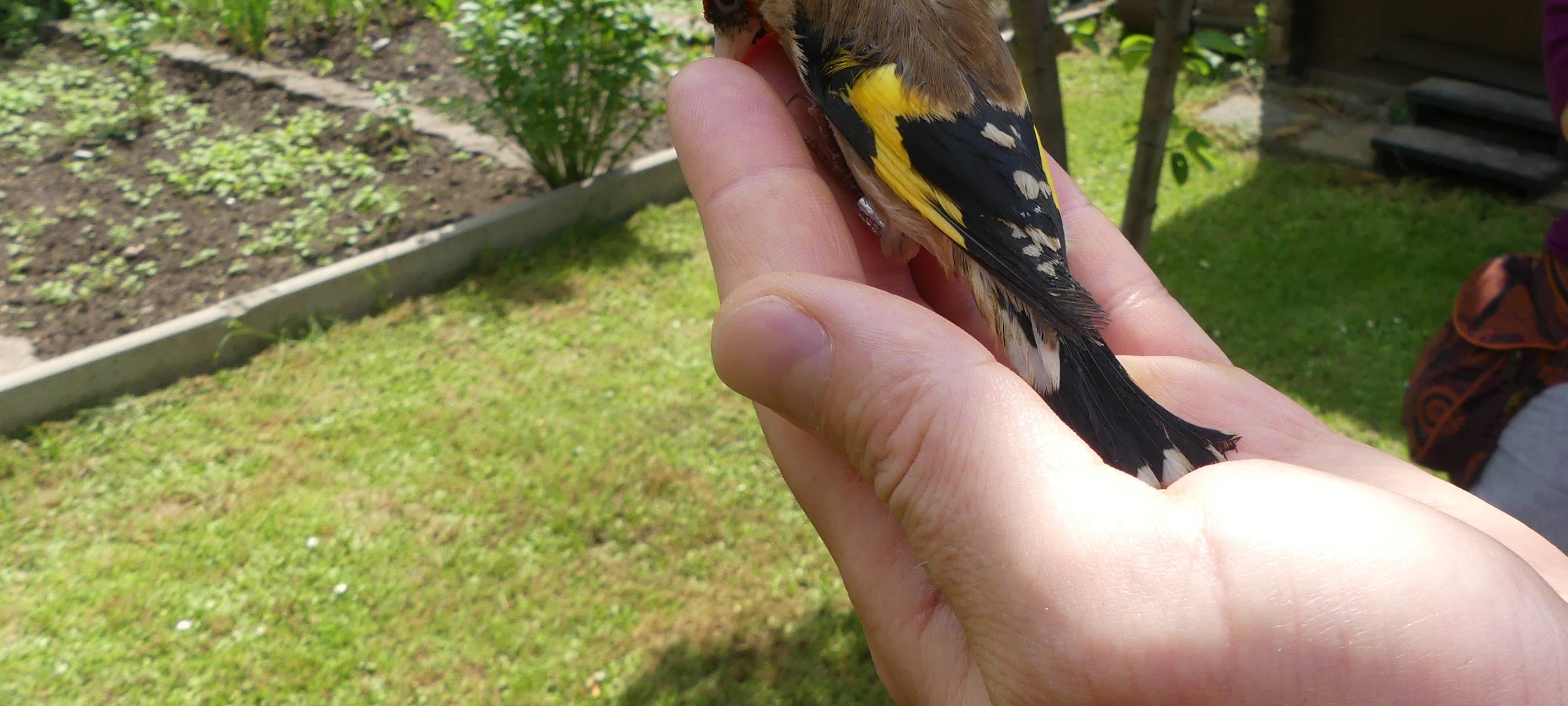 Zoll Essen beschlagnahmt artgeschützte Stieglitze