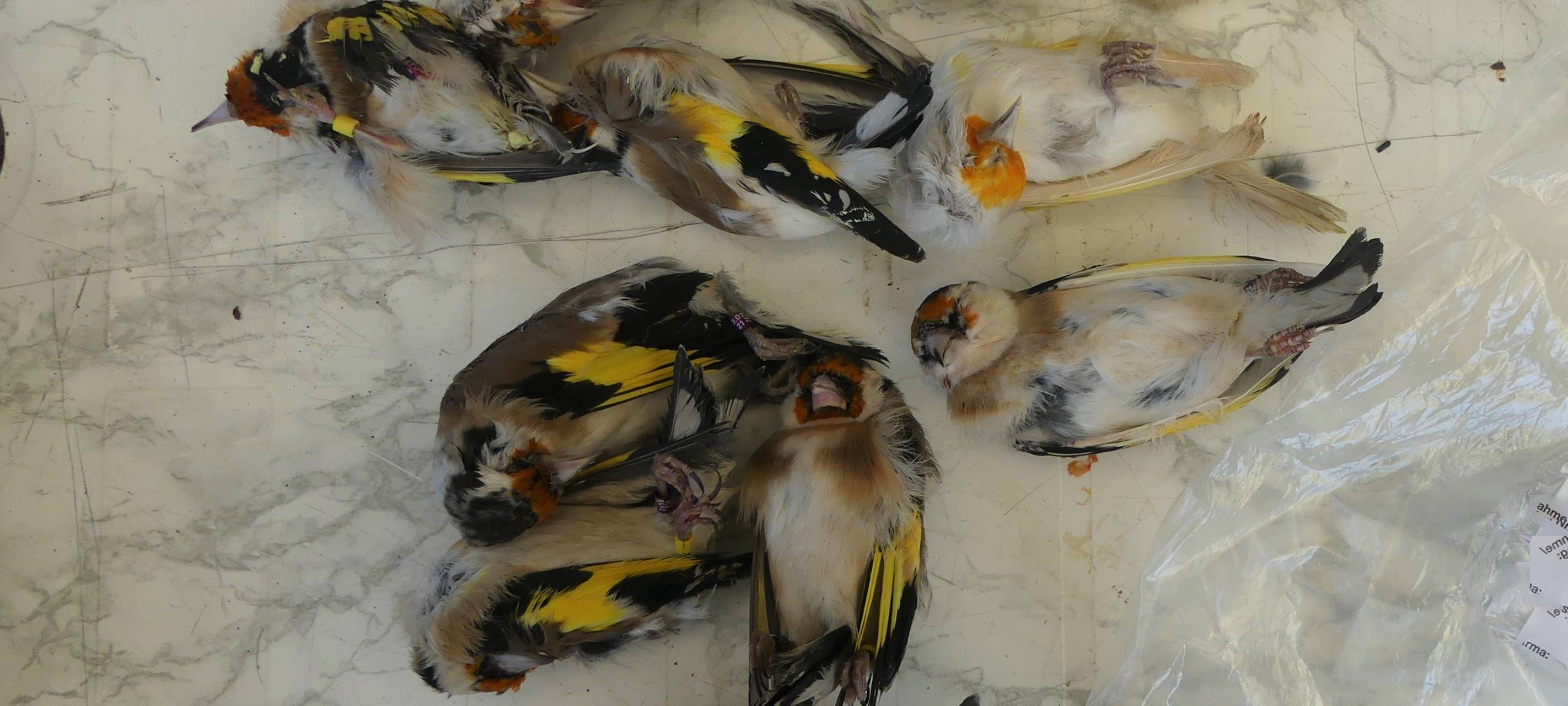 Zoll Essen beschlagnahmt artgeschützte Stieglitze