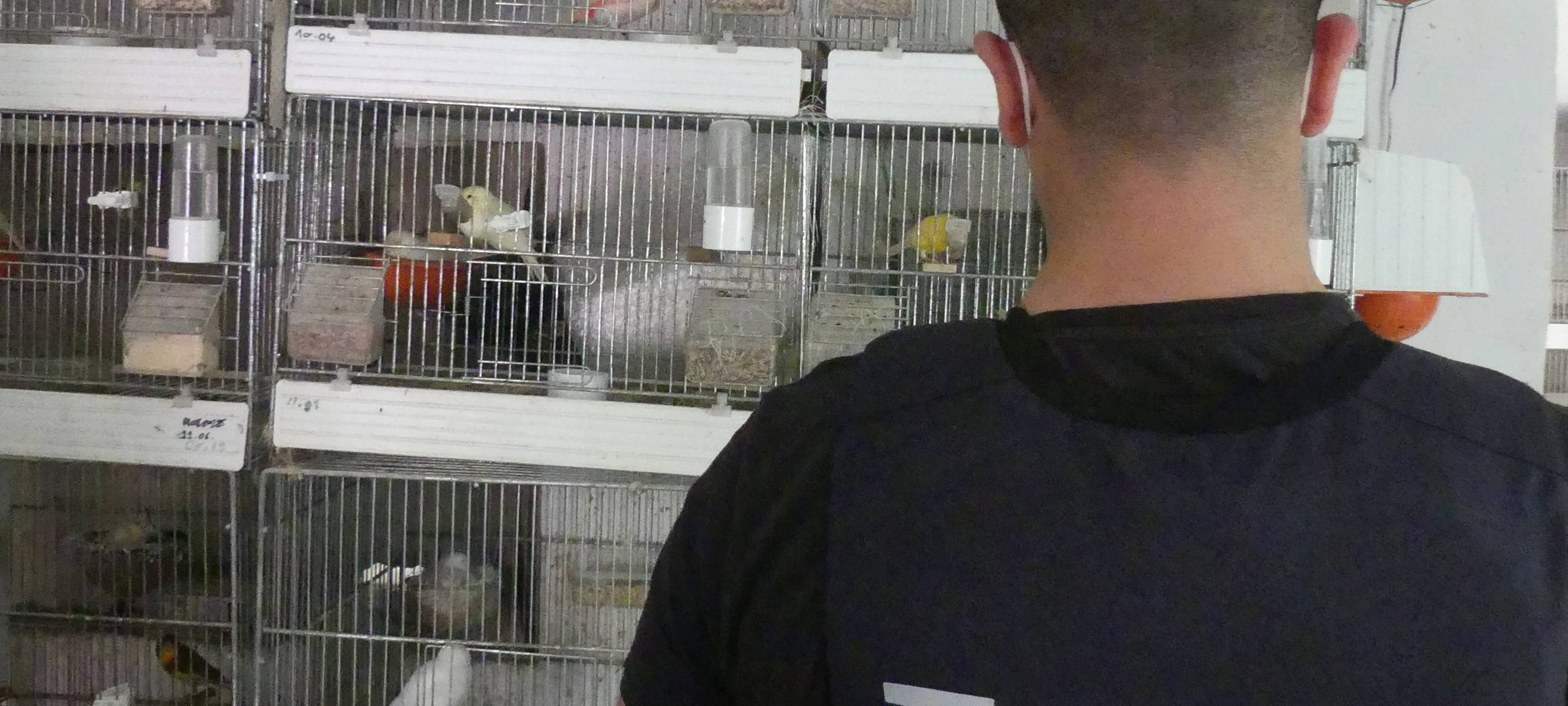 Zoll Essen beschlagnahmt artgeschützt Singvögel