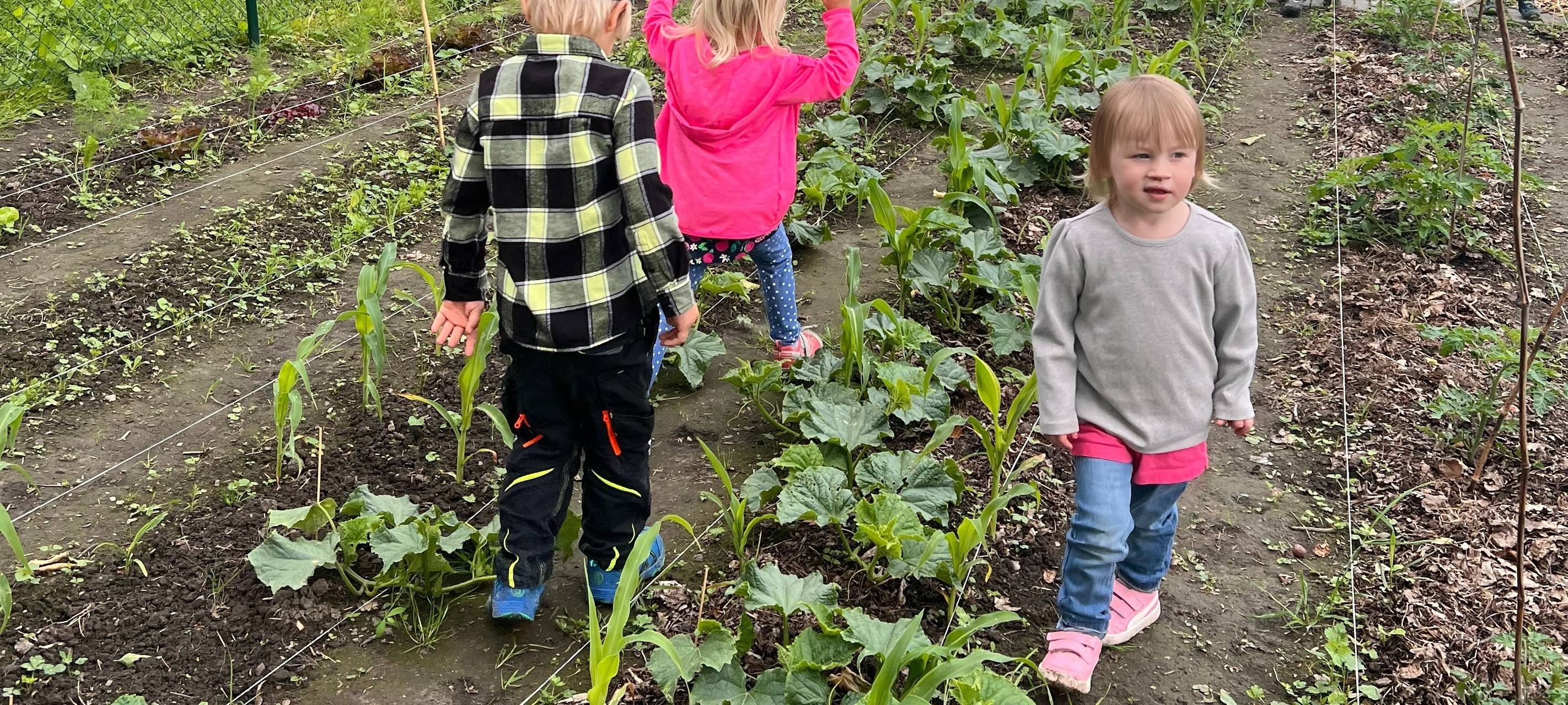 Acker-KiTa in Essen: Kinder bauen Gemüse an - Ein Herzensprojekt
