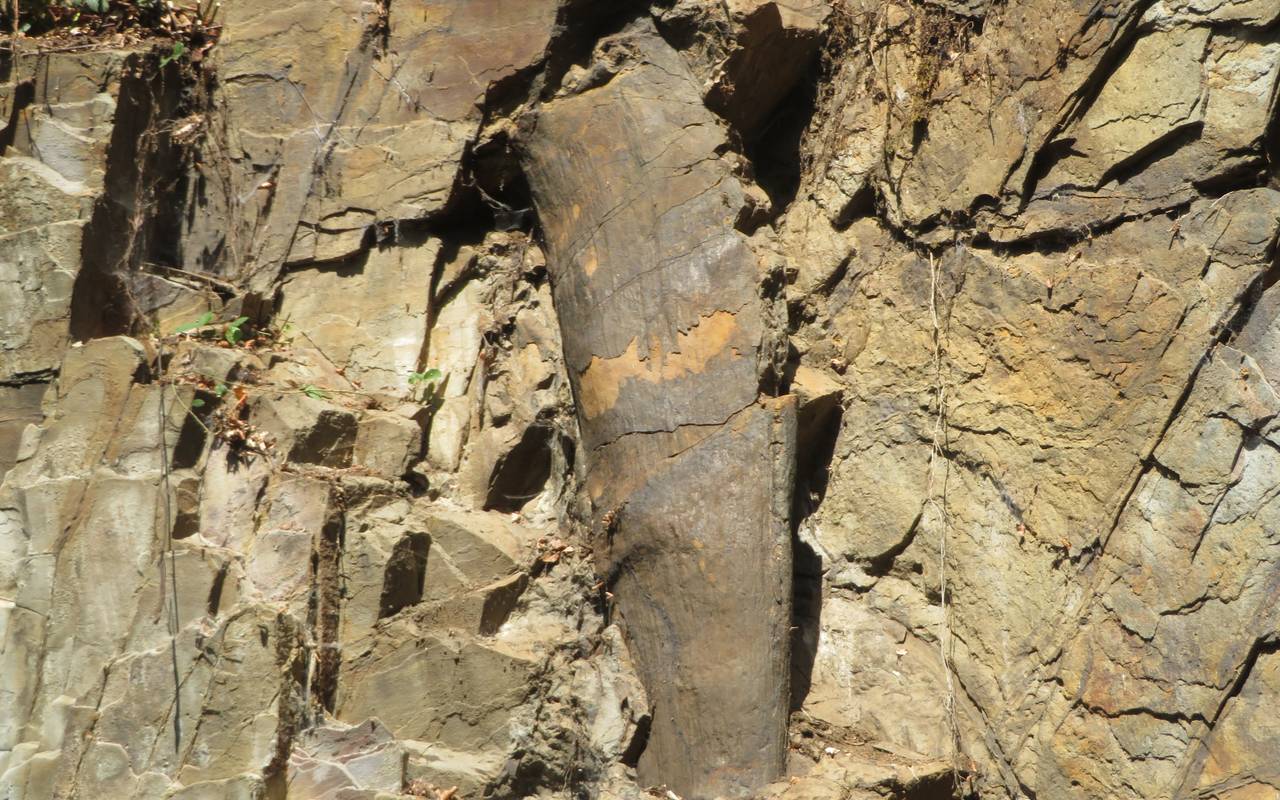 Mehr als 300 Millionen Jahre alter Baumstamm in Essen geborgen
