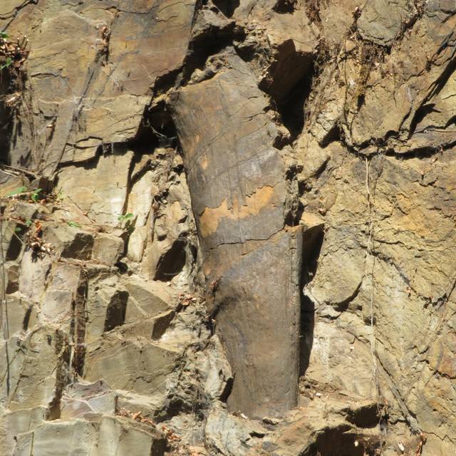 Mehr als 300 Millionen Jahre alter Baumstamm in Essen geborgen