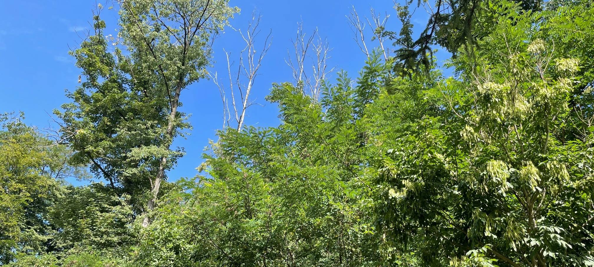 Hitzewelle in Essen: Waldbrandgefahr steigt