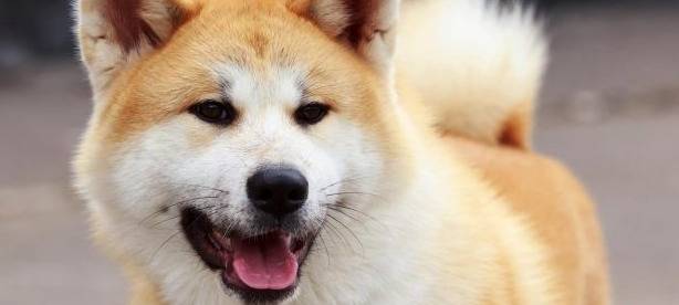 Essen ist besonders hundefreundlich