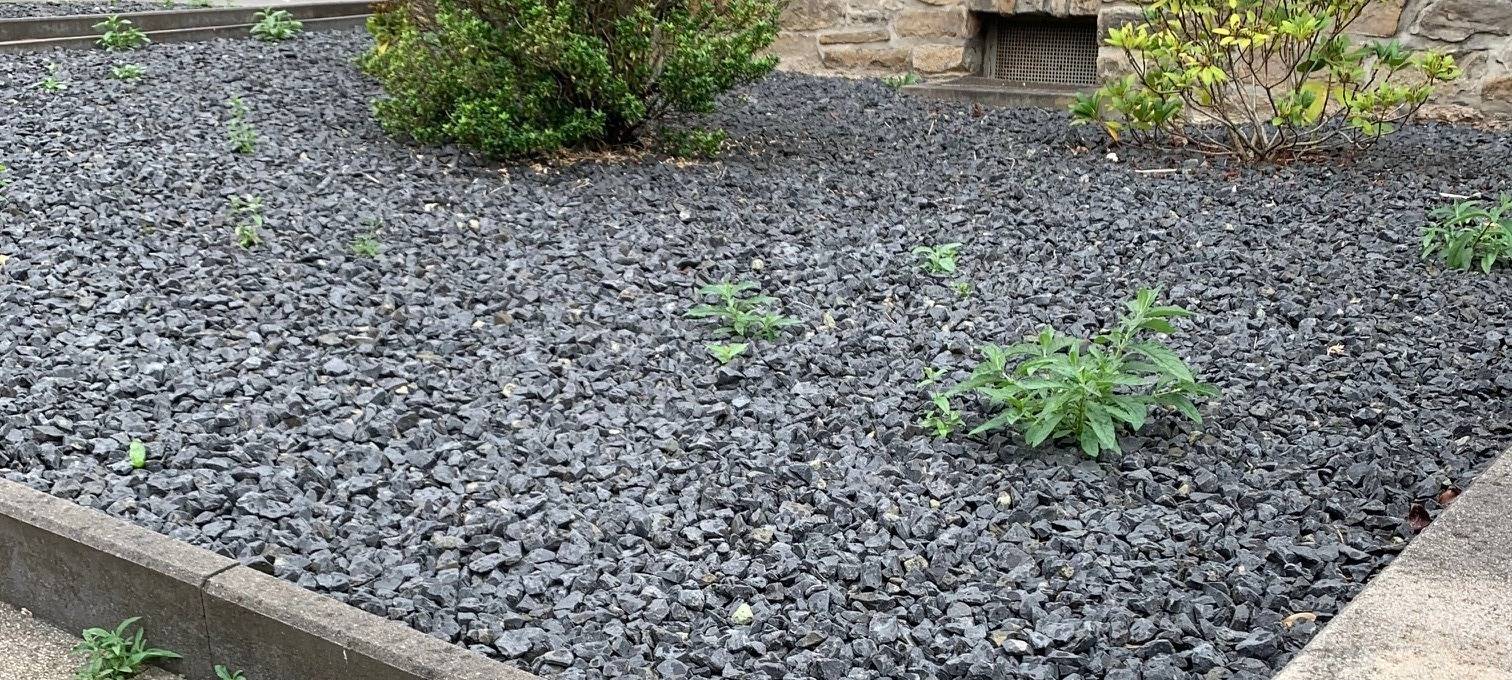 In Essen startet Aktion für weniger Schottergärten - "Moneten für Schotter"