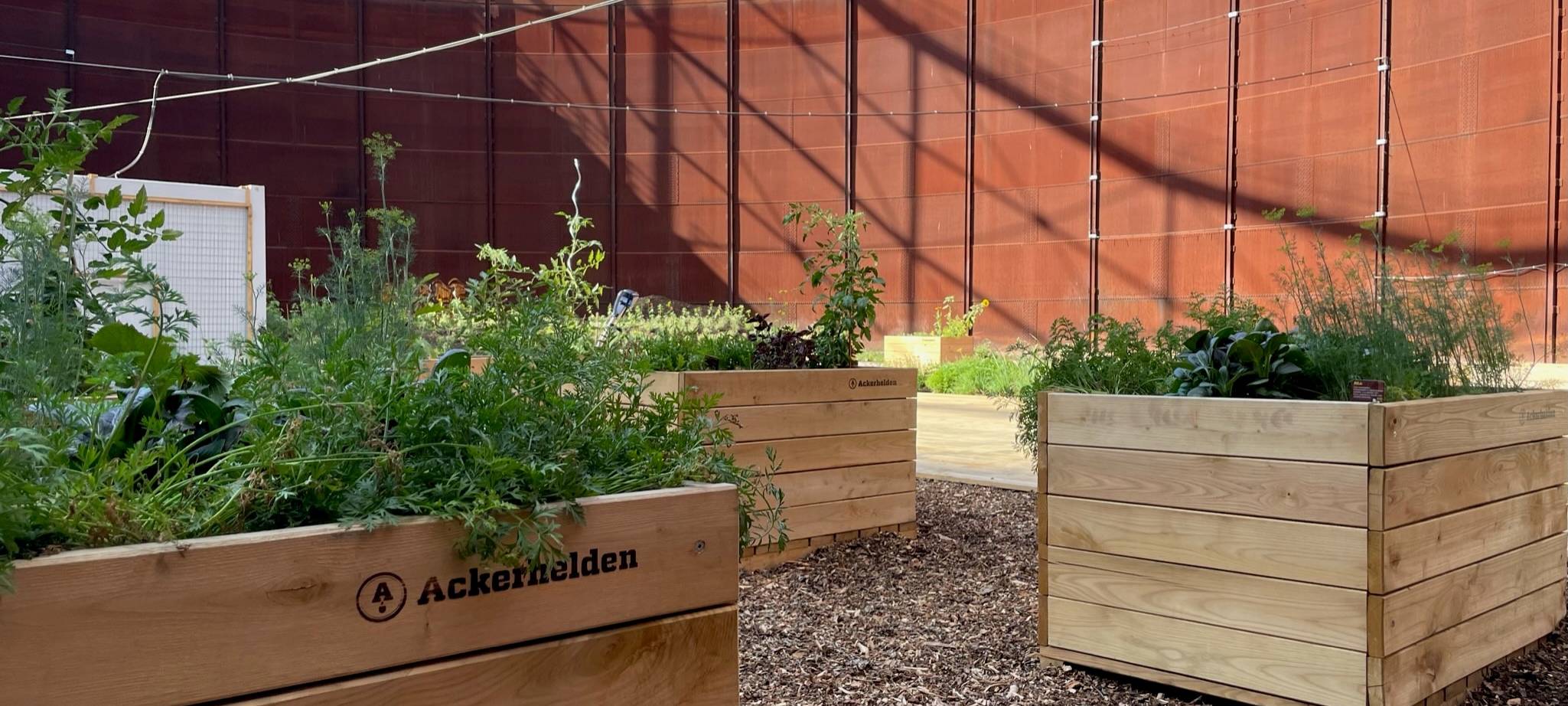 Zollverein in Essen: Ackerbau auf Industriegelände der Zeche - Altes Gasometer neu gestaltet