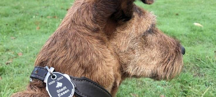 Die Stadt Essen will Hundebesitzer wegen der Hundesteuer stärker kontrollieren.