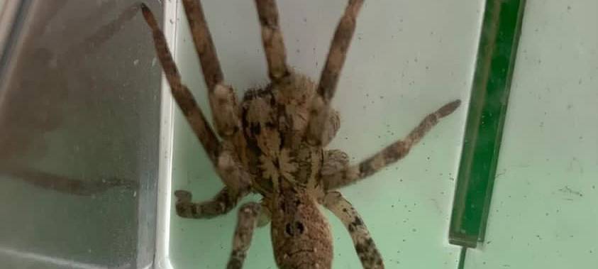 Jetzt auch in Essen: Nosferatu-Spinne in Wohnung entdeckt