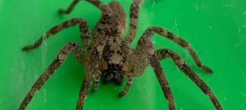 Jetzt auch in Essen: Nosferatu-Spinne in Wohnung entdeckt